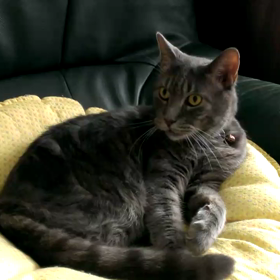 神経質な男の画像