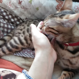 ペロペロ  の画像