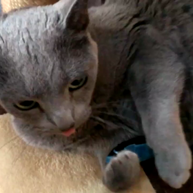 またたびフィッシュ動画の画像