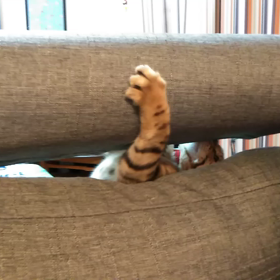 暴れん坊の画像