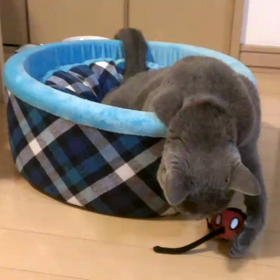 ネズミのおもちゃの画像