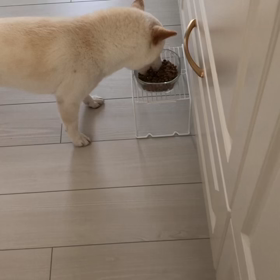 ご飯タイムの画像