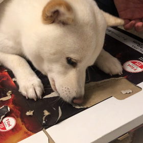 夢中の画像