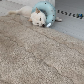 寝言？の画像
