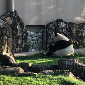おにぎりの画像