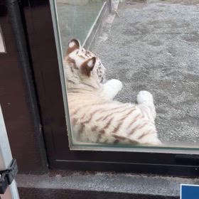 GWの画像