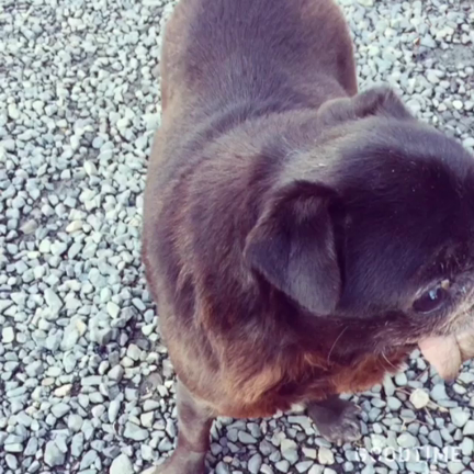 pug's くぅ☆の記事動画