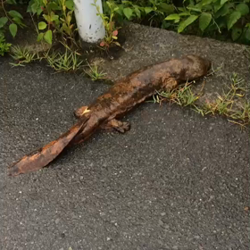 オオサンショウウオの画像
