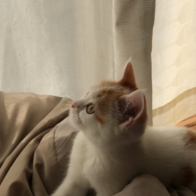 ビーズくっしょ んの画像