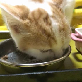 体重1.2キロの画像