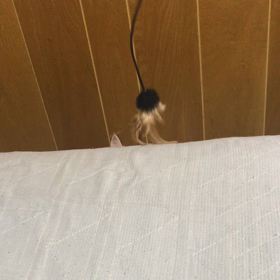 猫じゃらしの画像