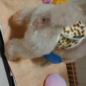ライくんの風船ダイエットの画像