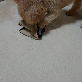 【閲覧注意】ライオンの息の根を止める猛犬！の画像