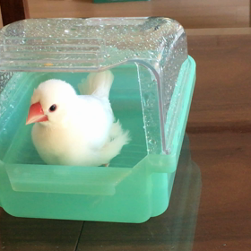 水浴びの画像