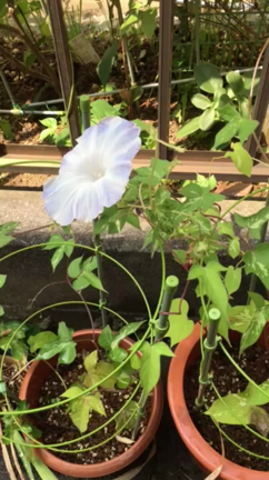 今日のアサガオ。新色☆☆☆『生きる』も！の記事動画