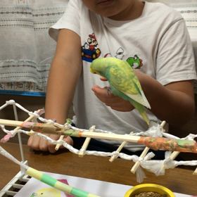 インコ用のジムの画像