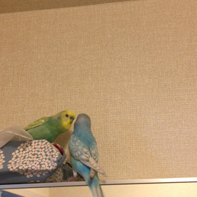 少し仲良くなってきた、2匹❤️の画像