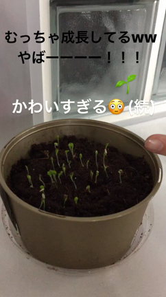 寒い日、と、マイブーム。  なのねの記事動画