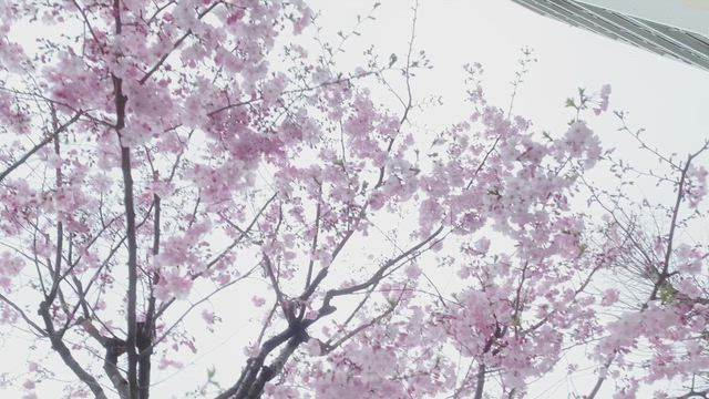 * sakura2026 *の記事動画