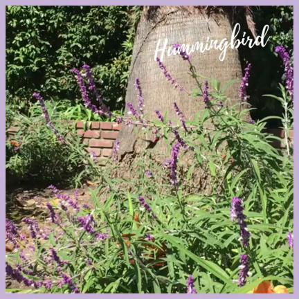 Hummingbird✨の記事動画