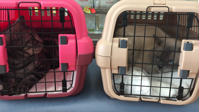 にゃんこたち、久しぶりにお出かけ〜♪  (^^;;の記事動画