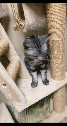 行ってきま〜 す(^-^*)/の記事動画