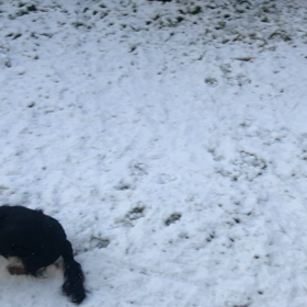 初雪の画像