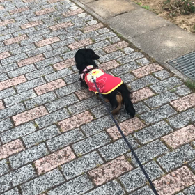 朝の散歩の画像