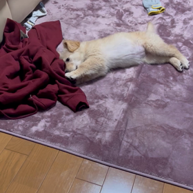 1月11日の画像