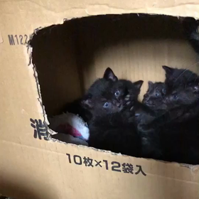 小梅ちゃん出産から5ヶ月の画像