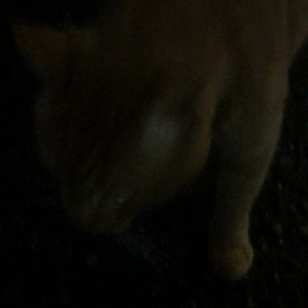 父猫動画の画像
