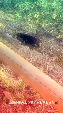 山登りの記事動画