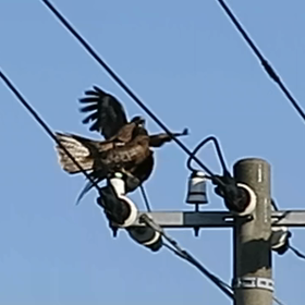 その後のかわいいトンビさんたちの画像