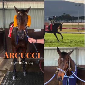 Arcucciの画像