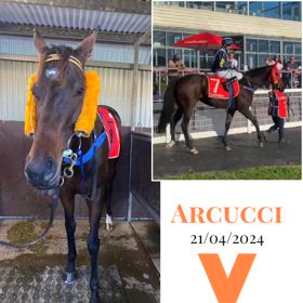 Arcucciの画像