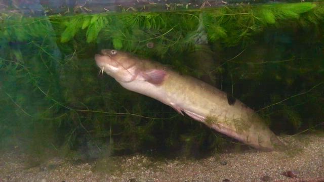 チビ太の記事動画