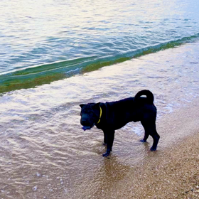 今日のお散歩と恋心？！の画像