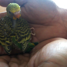 セキセイインコの画像
