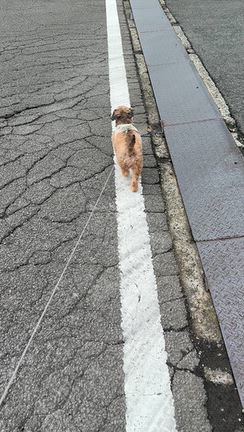 本当に危機一髪でした・・・の記事動画