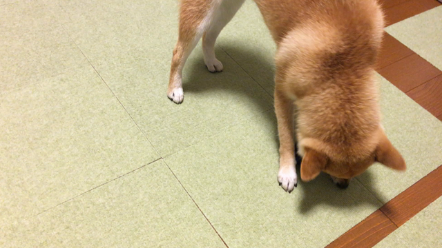 キャンピングトレーラー内の愛犬の部屋DIYしたよ♫の記事動画