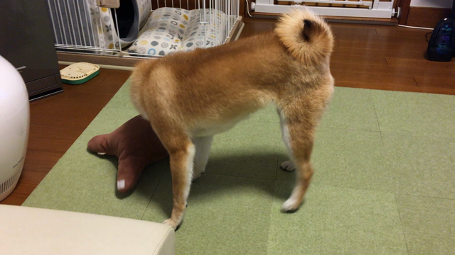 豆柴くるみ車中泊デビュー♫の記事動画