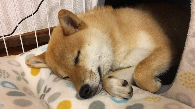 キャンピングカーでこたつ♫の記事動画