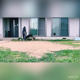 dog training❺の画像