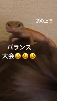 らぶもんじゃ〜の記事動画