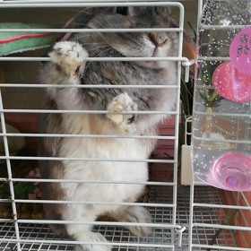 ゲ―ジが嫌いならぶちゃん( ＞Д＜；)の画像
