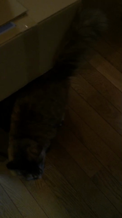 にゃんにゃんにゃんねこ♡の記事動画