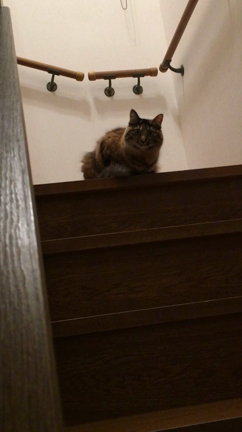 裏表ねこ♡の記事動画