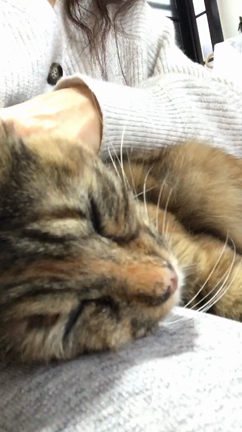 ゴロゴロねこ♡の記事動画