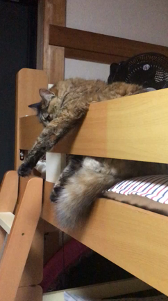 やさぐれ猫♡の記事動画