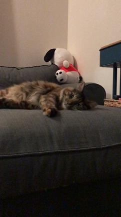 ねむねむねこ♡の記事動画
